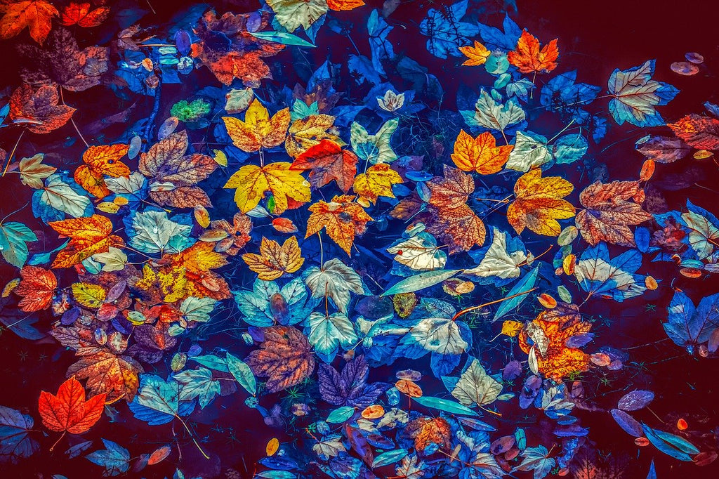 Autumn Has Arrived!